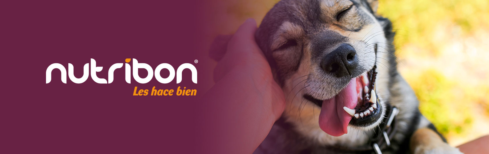 ayudame protectoras de animales nutribon alimento para mascotas ayudame protectoras de animales nutribon alimento para mascotas
