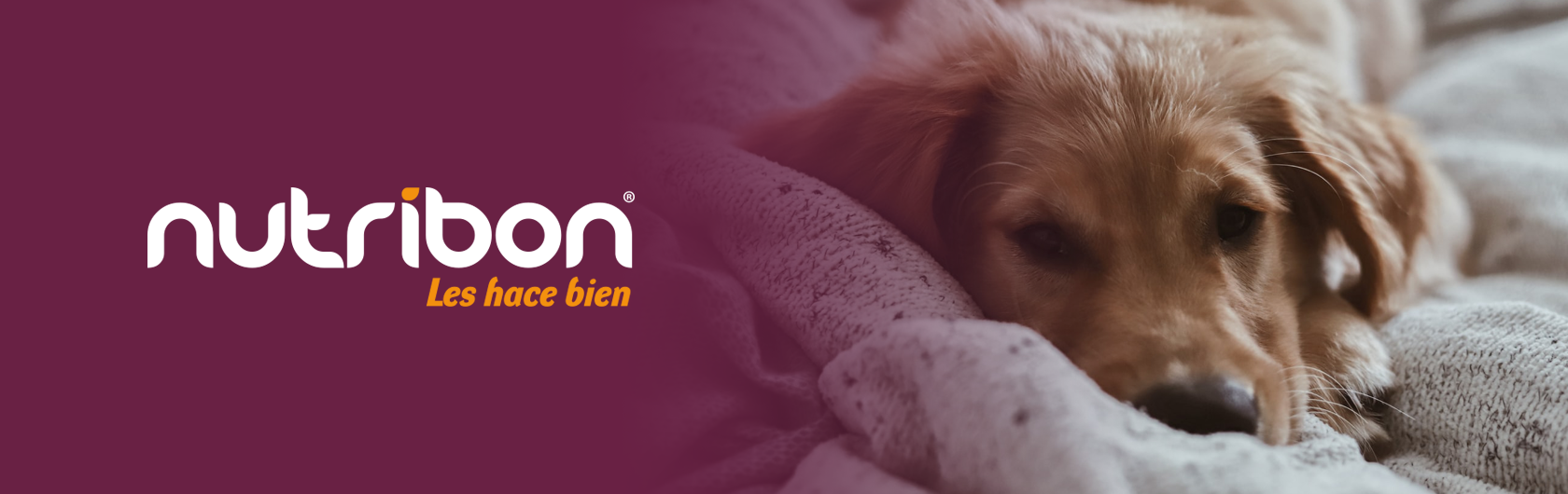 tips de cuidado de mascotas y alimento para mascotas nutribon tips de cuidado de mascotas y alimento para mascotas nutribon