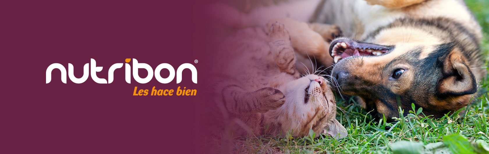novedades nutribon alimento para mascotas novedades nutribon alimento para mascotas
