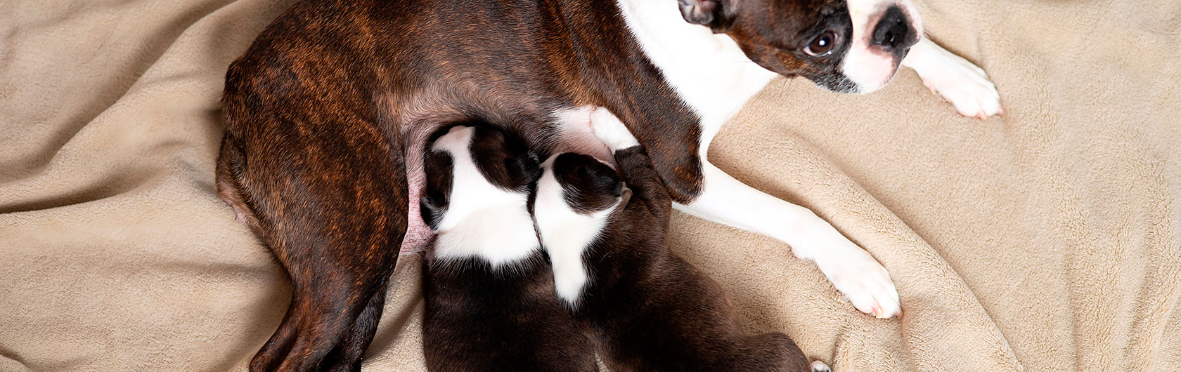 Alimentación de los cachorros: leche materna y comida para perros Alimentación de los cachorros: leche materna y comida para perros