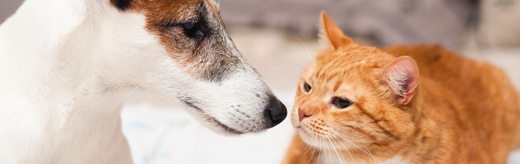 Cómo presentar un gato a uno o más perros Cómo presentar un gato a uno o más perros