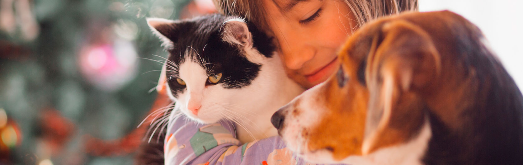 Presentación de un nuevo gato a otras mascotas de nuestro hogar Presentación de un nuevo gato a otras mascotas de nuestro hogar