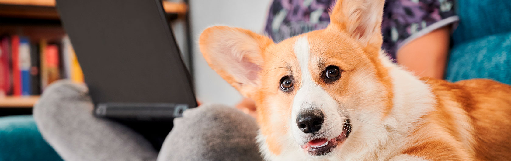Recomendaciones para dueños primerizos de mascotas Recomendaciones para dueños primerizos de mascotas